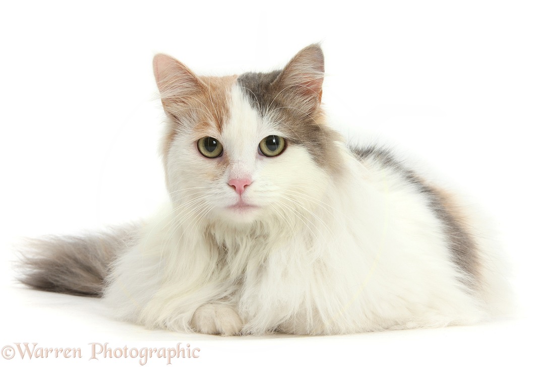 Turkish Van-cross female cat, white background