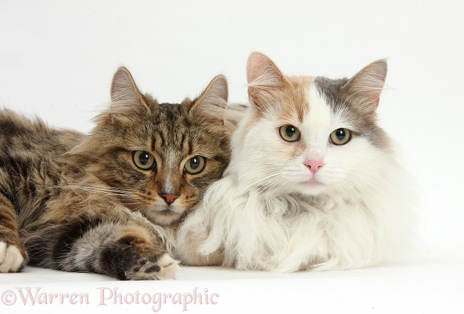 Tabby Maine Coon male cat and Turkish Van female cat lying together, white background