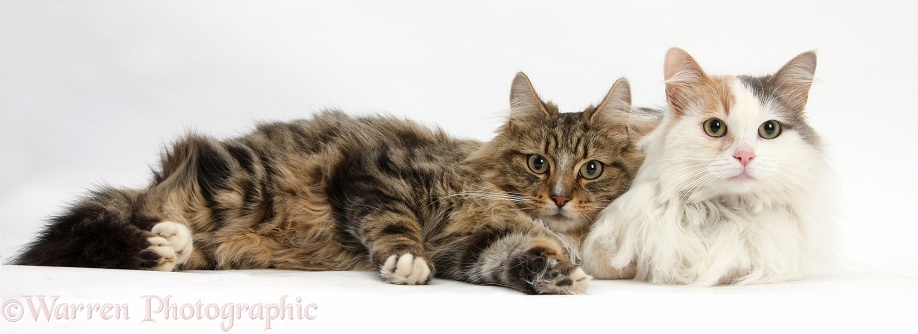 Tabby Maine Coon male cat and Turkish Van female cat lying together, white background