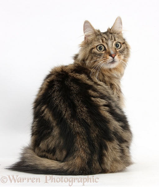 Tabby Maine Coon male cat, Jaffa, sitting and looking over his shoulder, white background