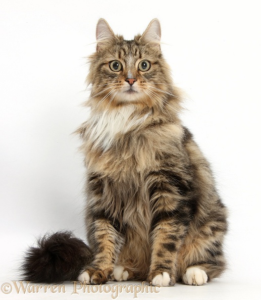Tabby Maine Coon male cat, Jaffa, sitting, white background