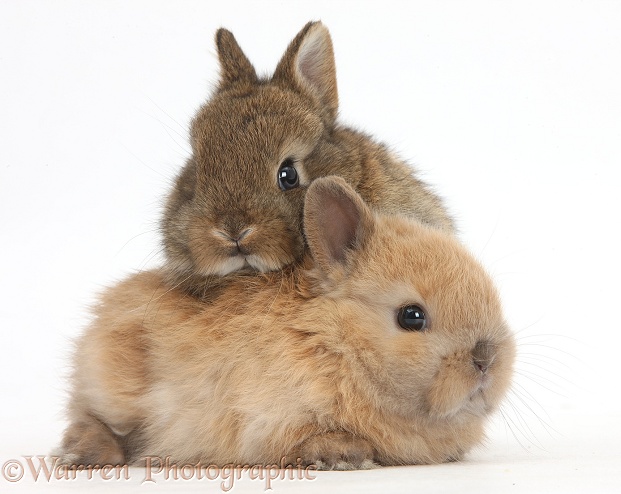 Two cute baby Netherland Dwarf rabbits, white background