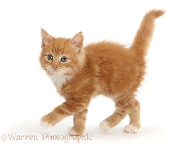 Ginger kitten, Butch, 7 weeks old, walking across, white background