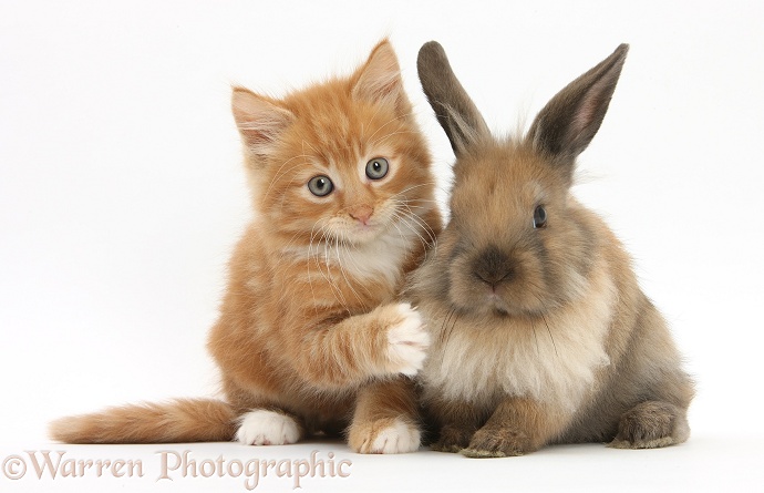 Ginger kitten, Butch, 7 weeks old, and young Lionhead-Lop rabbit, white background