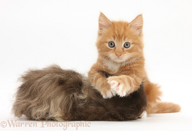 Ginger kitten, Butch, 7 weeks old, and shaggy Guinea pig, white background