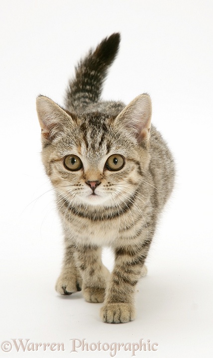 Brown spotted tabby kitten, walking forward with tail erect, white background