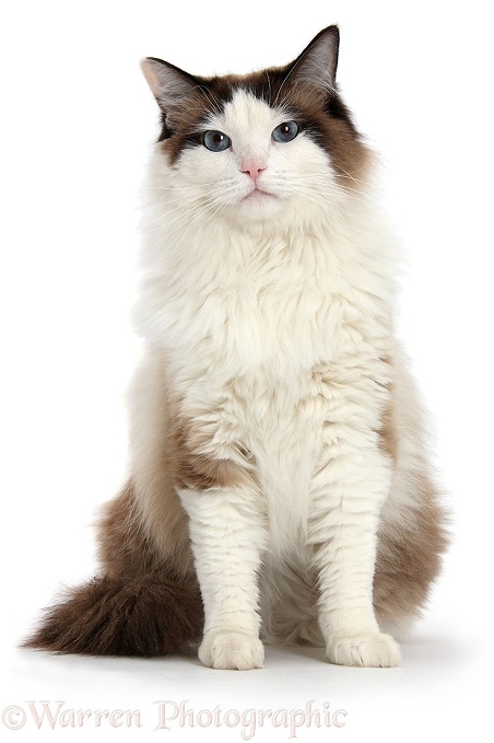 Ragdoll male cat, Loxley, sitting, white background