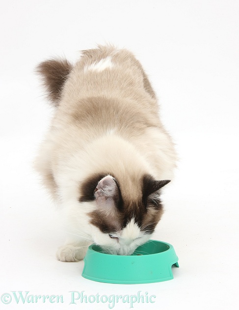 Ragdoll male cat, Loxley, eating from a plastic bowl, white background