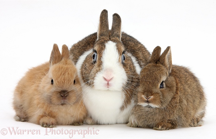 Mother Netherland Dwarf rabbit and baby bunnies, white background