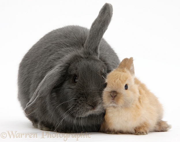 Blue lop rabbit and baby Netherland Dwarf bunny, white background