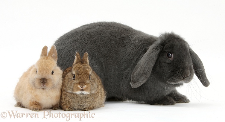 Blue lop rabbit and baby Netherland Dwarf bunnies, white background