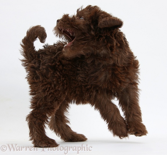 Chocolate Labradoodle puppy, 9 weeks old, trying to catch its tail, white background