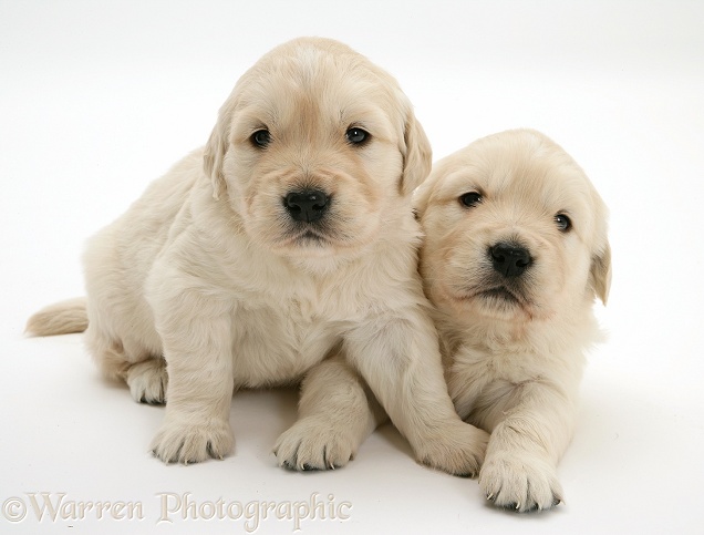 Two cute Golden Retriever pups, white background