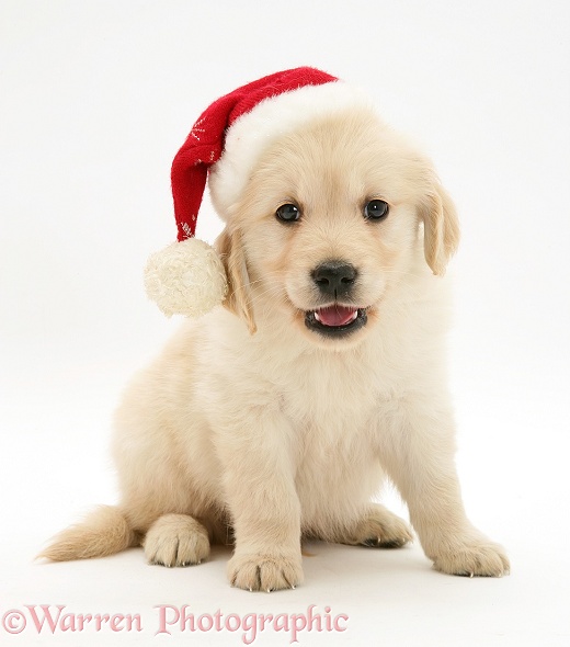 Golden Retriever pup wearing a Father Christmas hat, white background