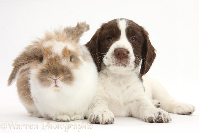 Working English Springer Spaniel puppy, 6 weeks old, with brown-and-white rabbit, white background