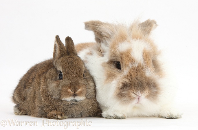 Brown-and-white rabbit and baby, white background