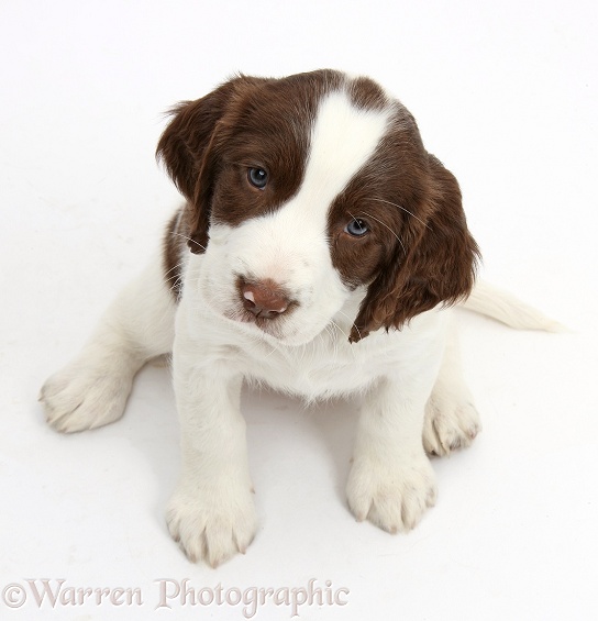 Working English Springer Spaniel puppy, 6 weeks old, sitting and looking up, white background
