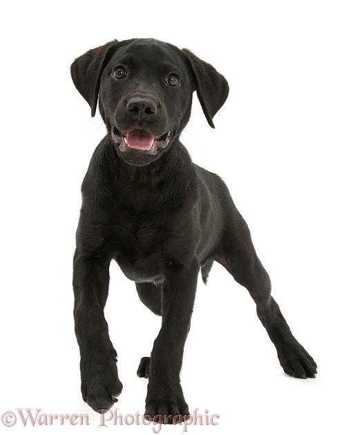 Black Labrador Retriever pup, Sam, standing with one paw raised, white background