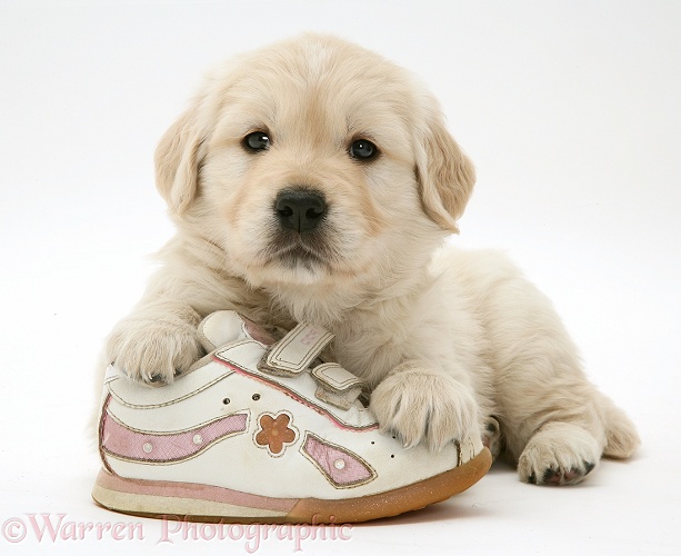 Golden Retriever pup with a child's shoe, white background