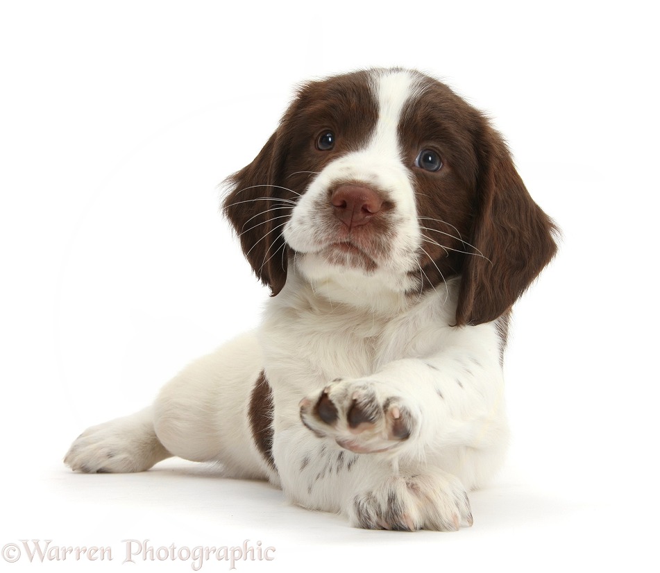 Working English Springer Spaniel puppy, 6 weeks old, lying with head up and pointing a paw, white background