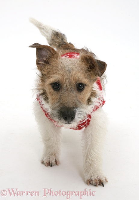 Jack Russell Terrier, Daisy, sitting wearing a Christmas jersey and looking up, white background