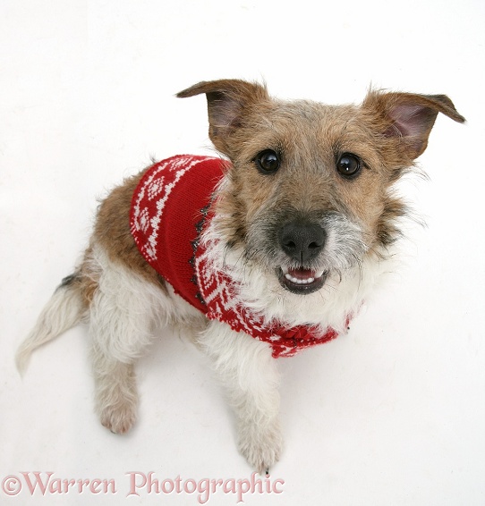 Jack Russell Terrier, Daisy, sitting wearing a Christmas jersey and looking up, white background