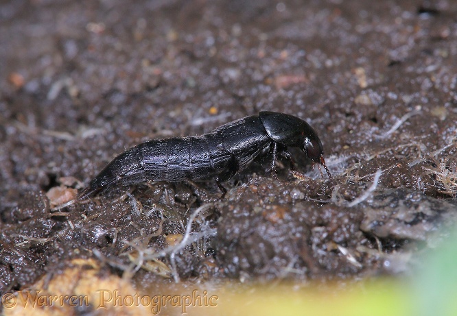 Rove beetle (unidentified) under a stone