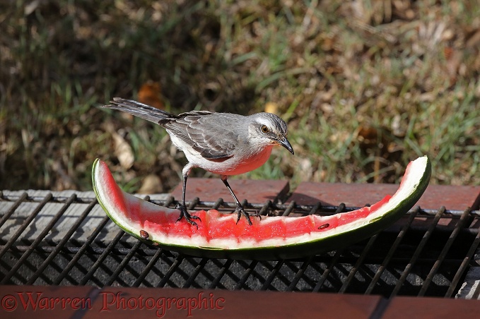 Tropical Mockingbird (Mimus gilvus) feeding on water melon