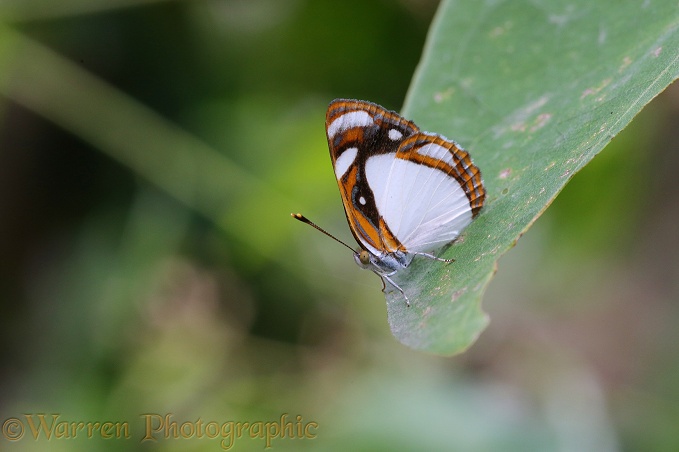 White Sailor butterfly (Dynamine theseus)