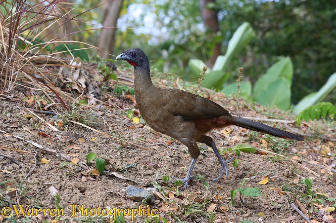 Cocrico, Chachalaka or Rufus-tailed Guan (Ortalis ruficauda)