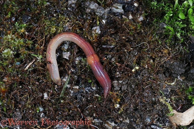 Earthworm (Lumbricus terrestris) beneath a plant pot