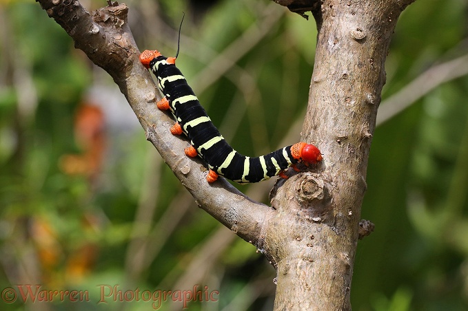 Giant Grey Sphinx moth (Pseudosphinx tetrio) caterpillar on Frangipani