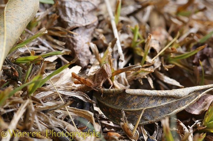 Grasshopper (unidentified) camouflaged among dead leaves