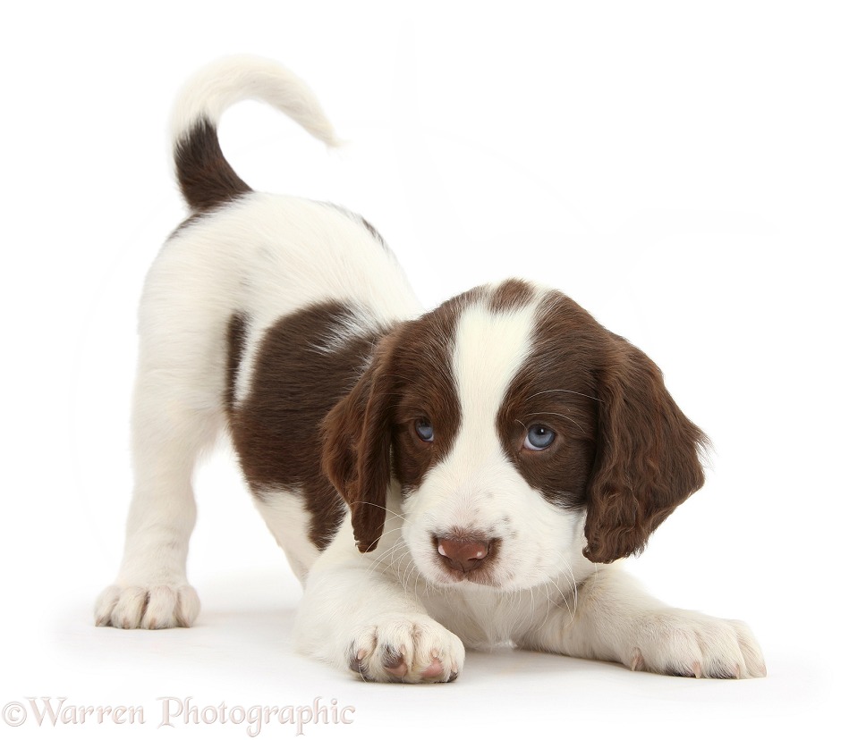 Working English Springer Spaniel puppy, 6 weeks old, in play-bow stance, white background