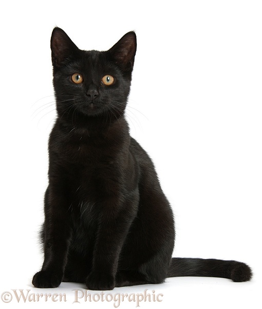 Black female cat, Pachie, 5 months old, sitting, white background