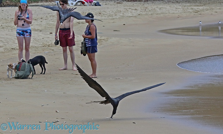 Magnificent Frigatebird (Fregata magnificens) snatching small fish off the beach
