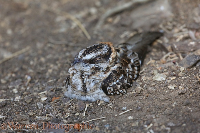 White-tailed Nightjar (Caprimulgus cayennensis) resting during daylight