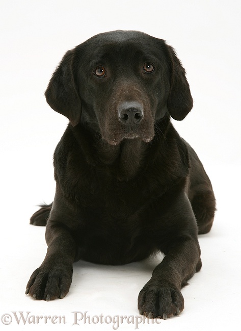 Black Labrador, Jessie, lying with head up, white background
