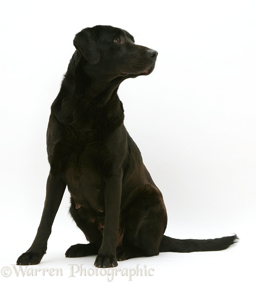 Black Labrador, Jessie, sitting, white background