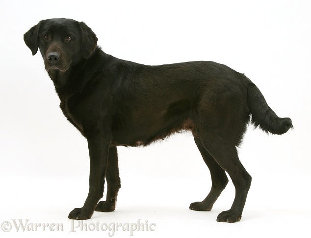 Black Labrador, Jessie, standing, white background