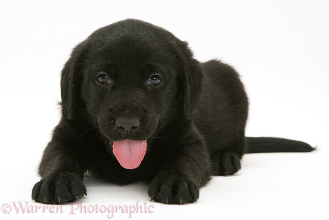 Black Retriever pup, lying with head up, white background