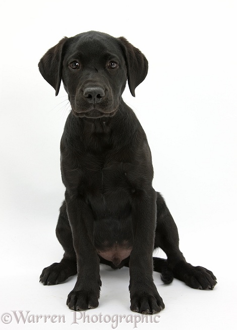 Black Labrador Retriever pup, Sam, sitting, white background