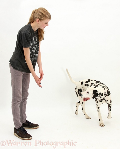 Lady teaching Dalmatian dog, Barney, 6 years old, to do the spin trick, white background