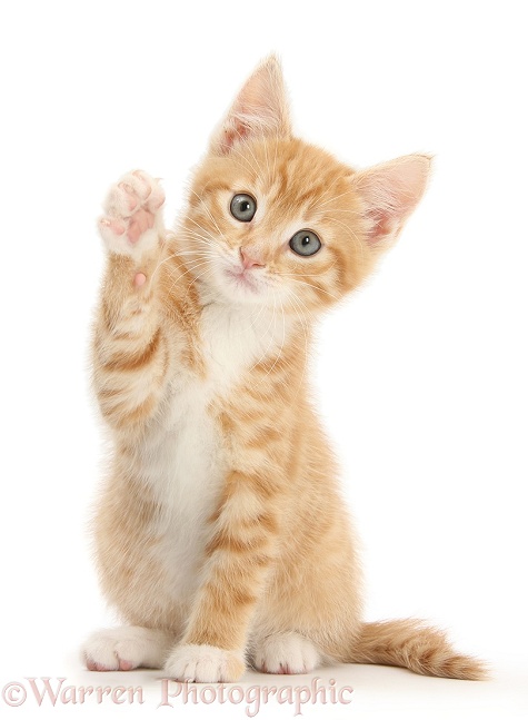 Ginger kitten, Tom, 8 weeks old, reaching up with a paw, white background