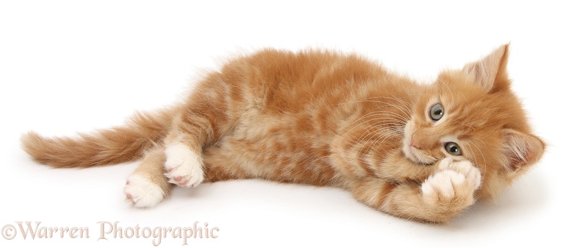 Ginger kitten, Butch, 7 weeks old, lying on his side, white background