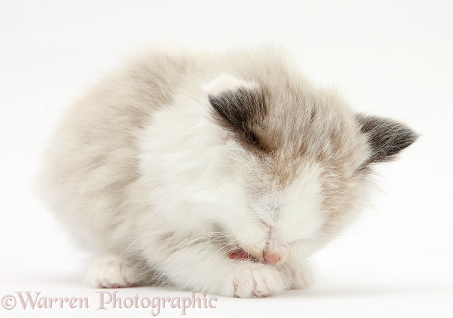 Colourpoint kitten licking its paw, white background