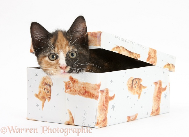 Tortoiseshell kitten in a birthday box, white background