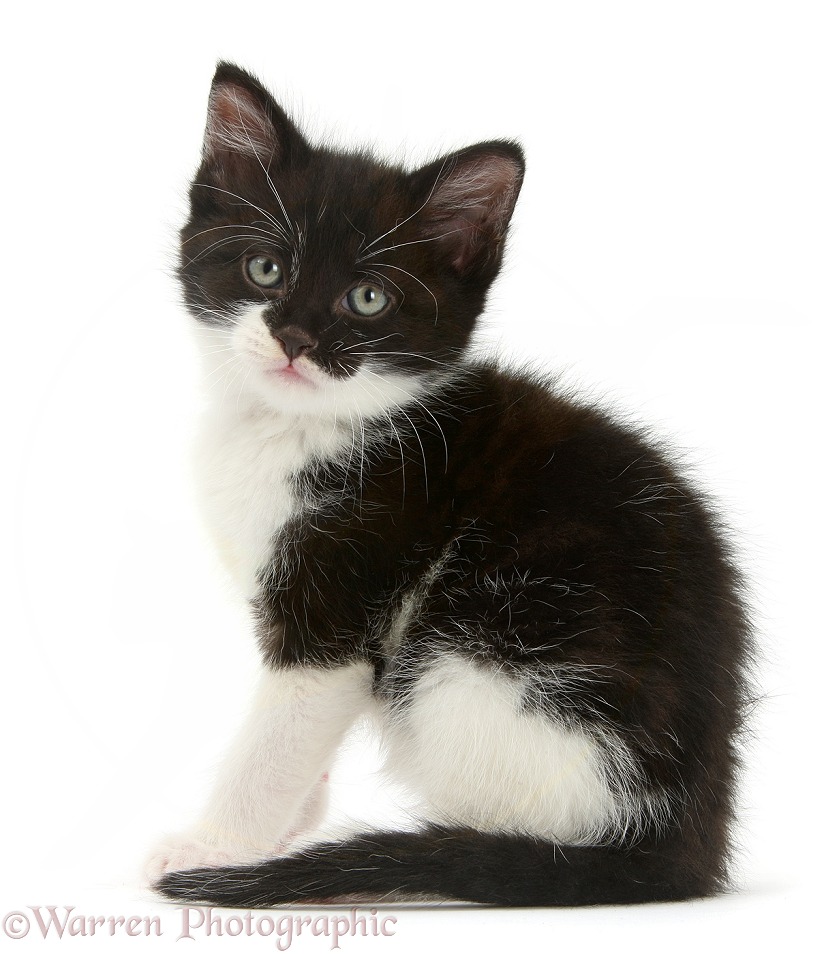 Black-and-white kitten sitting, white background