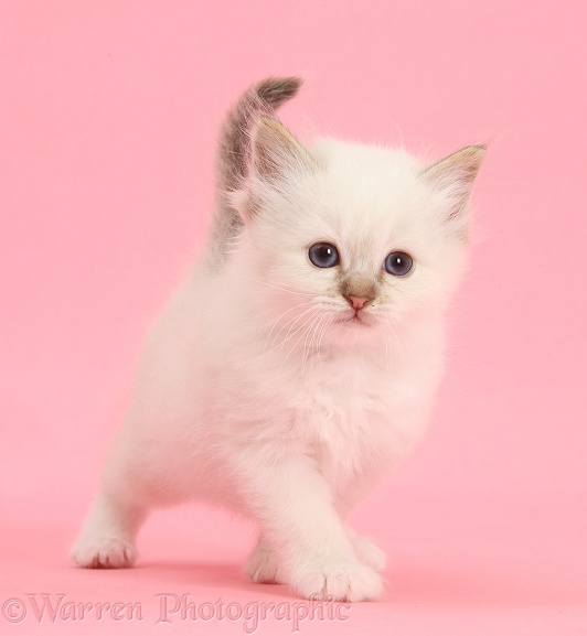Colourpoint kitten standing on pink background