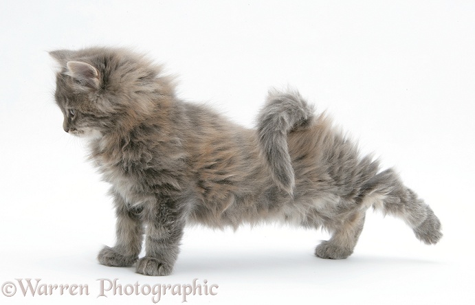 Maine Coon kitten, 8 weeks old, stretching, white background